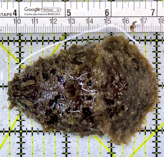 Sea Hare SH122902 WYSIWYG Size : ML 3.25"