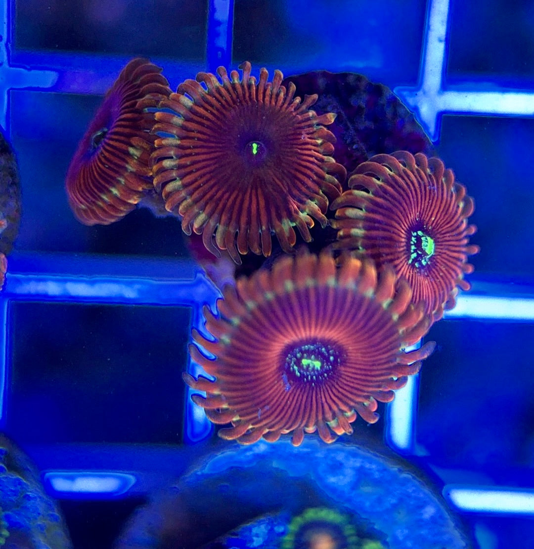 Aquacultured Zoanthids/Playthoa AZP050107 WYSIWYG