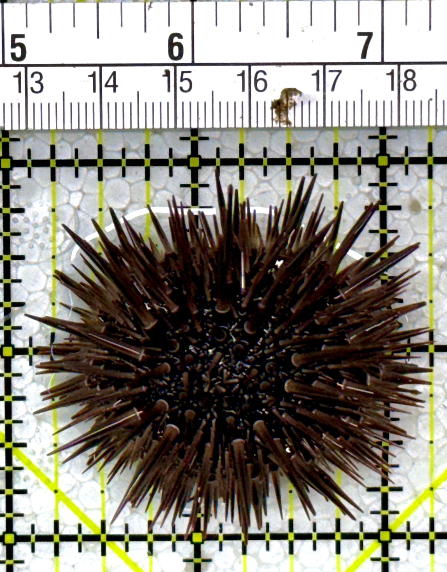 Pencil Urchin PU122901 WYSIWYG Size: 2.25"
