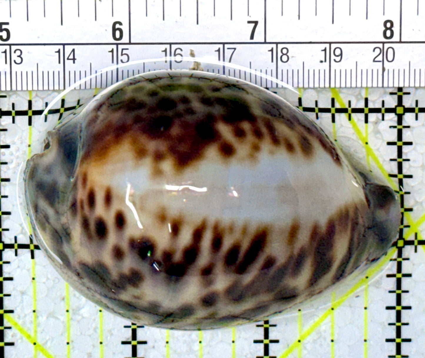 Tiger Cowrie Snail TCS122903 WYSIWYG Size: 2.75"