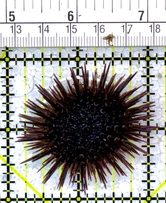 Pencil Urchin PU122903 WYSIWYG Size: 2"