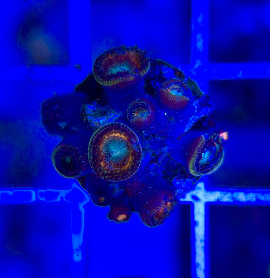 Aquacultured Zoanthids/Playthoa AZP050109 WYSIWYG
