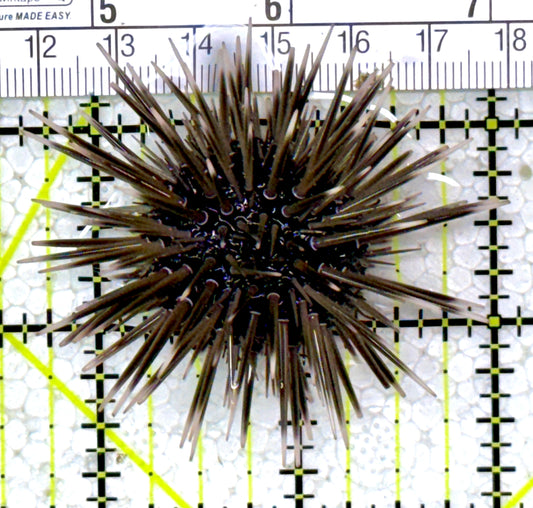 Pencil Urchin PU122904 WYSIWYG Size: 2.25"