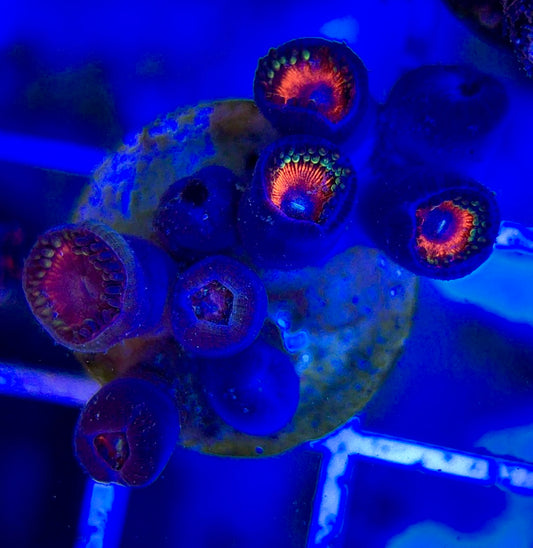 Aquacultured Zoanthids/Playthoa AZP050104 WYSIWYG