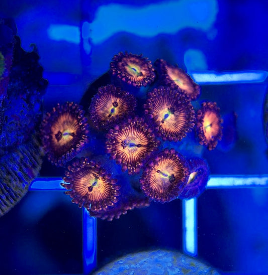Aquacultured Zoanthids/Playthoa AZP050110 WYSIWYG