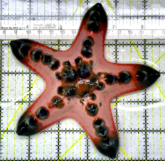 Chocolate Chip Starfish CCS122905 WYSIWYG Size: 5.25"