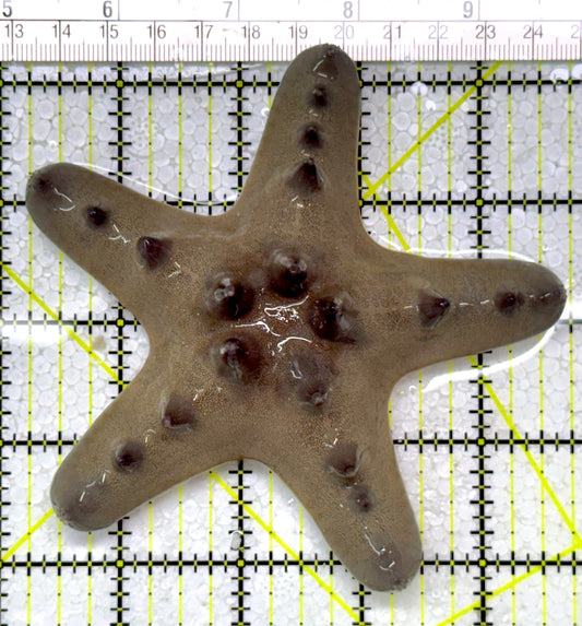 Chocolate Chip Starfish CCS122904 WYSIWYG Size:4.5"