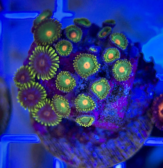 Aquacultured Zoanthids/Playthoa AZP050111 WYSIWYG
