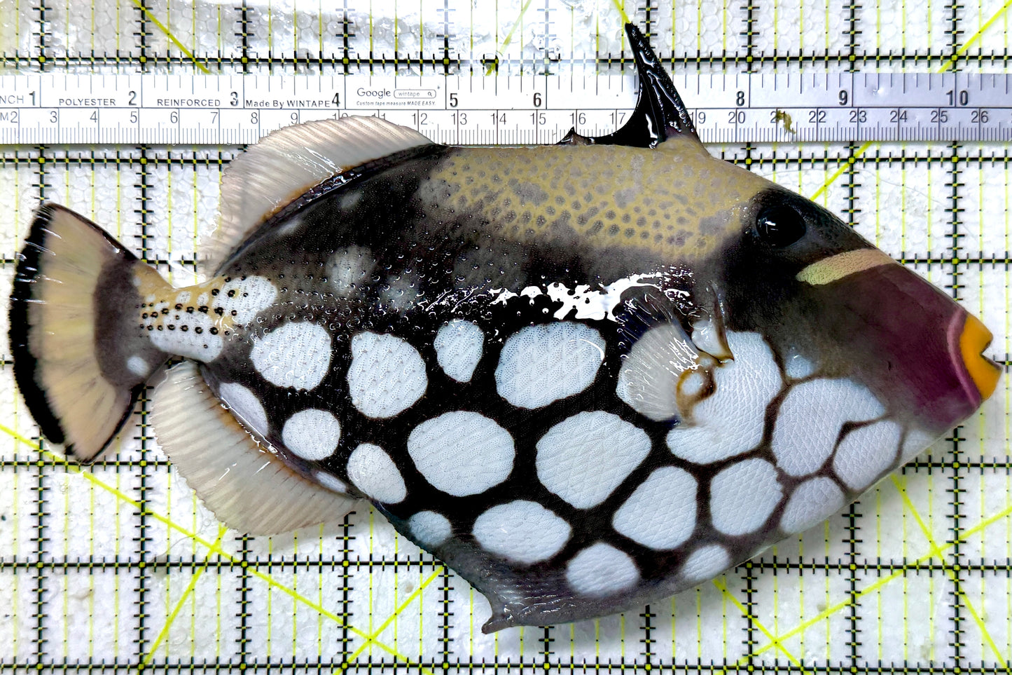 Clown Triggerfish CT122901 WYSIWYG Size: XXL/SHOW 9.75"