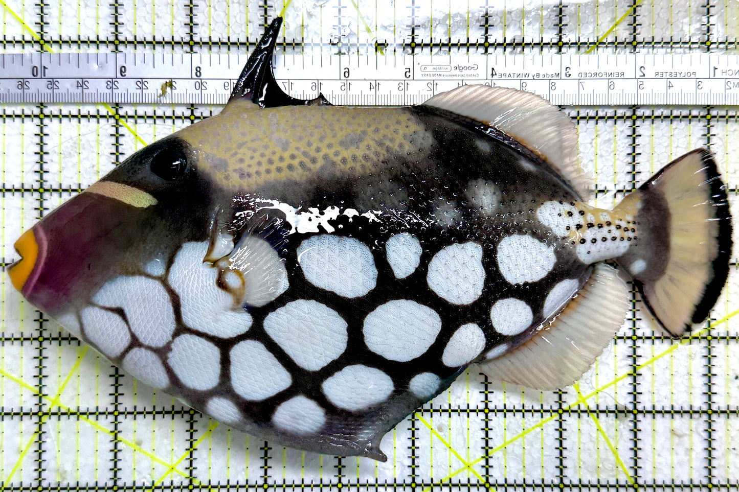 Clown Triggerfish CT122901 WYSIWYG Size: XXL/SHOW 9.75"