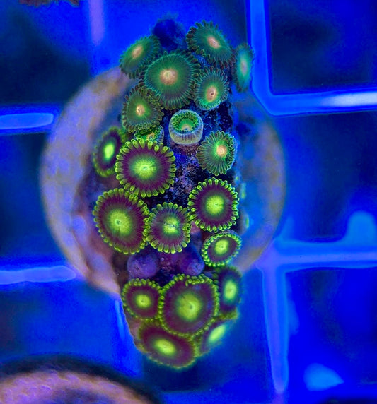 Aquacultured Zoanthids/Playthoa AZP050101 WYSIWYG
