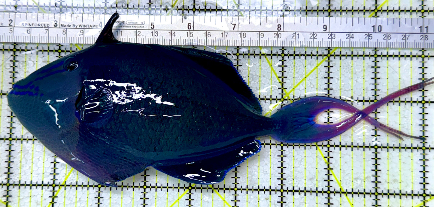 Niger Triggerfish NT122901 WYSIWYG Size: XXXL/SHOW 9.25"