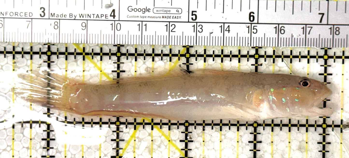 White Sand Shifting Sleeper Goby WSSSG120201 WYSIWYG Size: L 4.75" approx