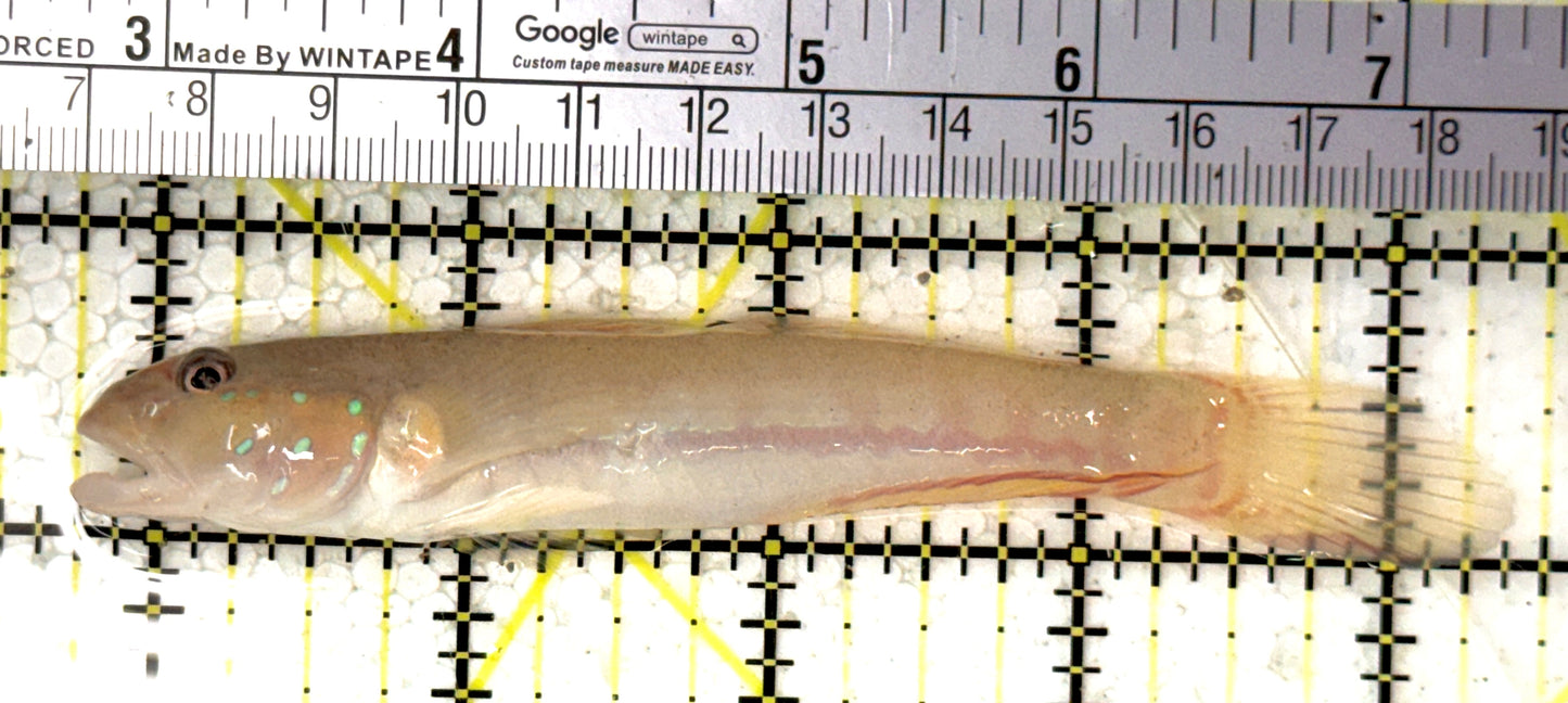 White Sand Shifting Sleeper Goby WSSSG120201 WYSIWYG Size: L 4.75" approx