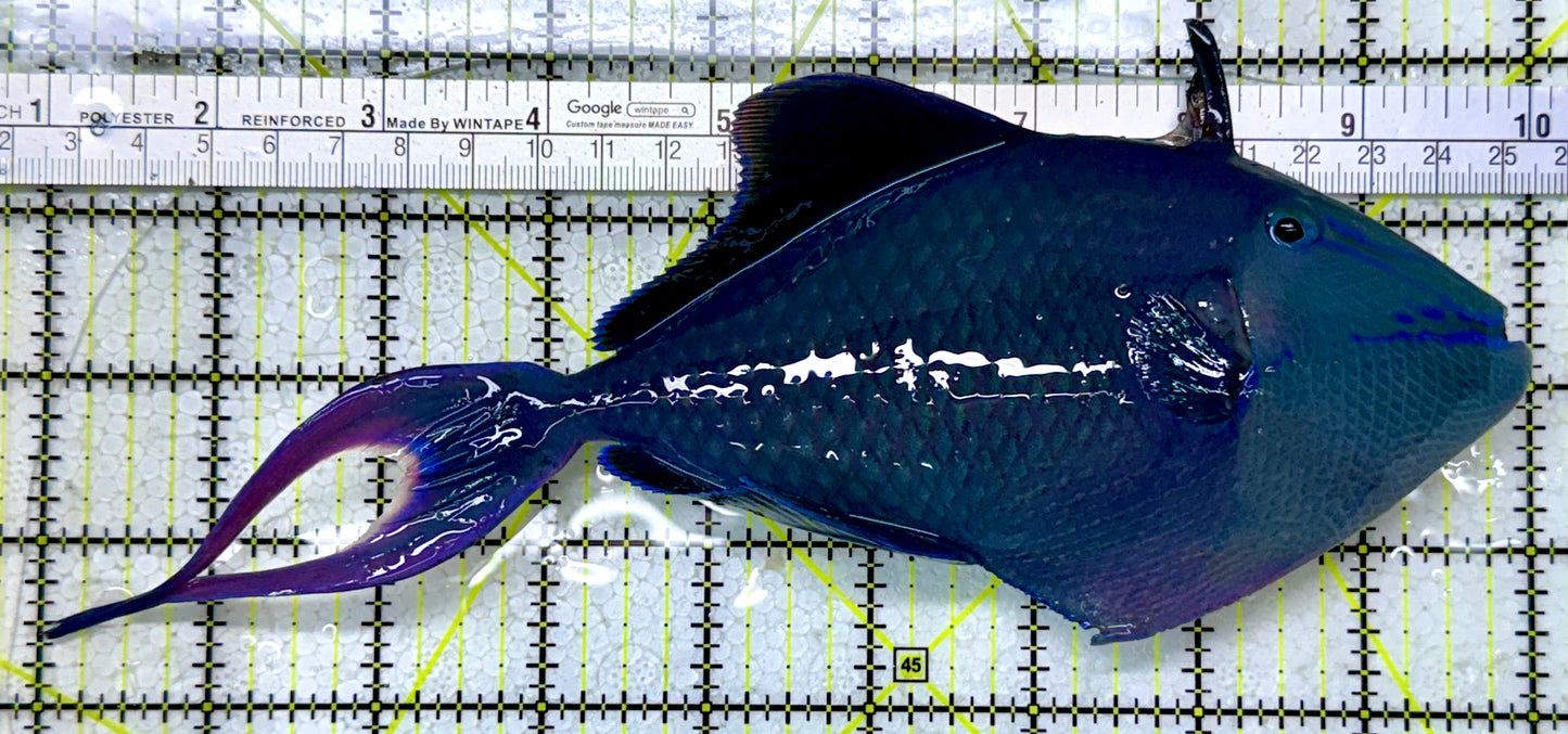 Niger Triggerfish NT122902 WYSIWYG Size: XXXL/SHOW 9"