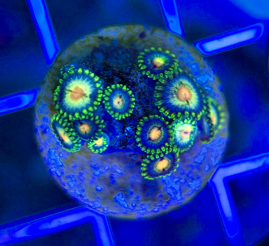 Aquacultured Zoanthids/Playthoa AZP050102 WYSIWYG
