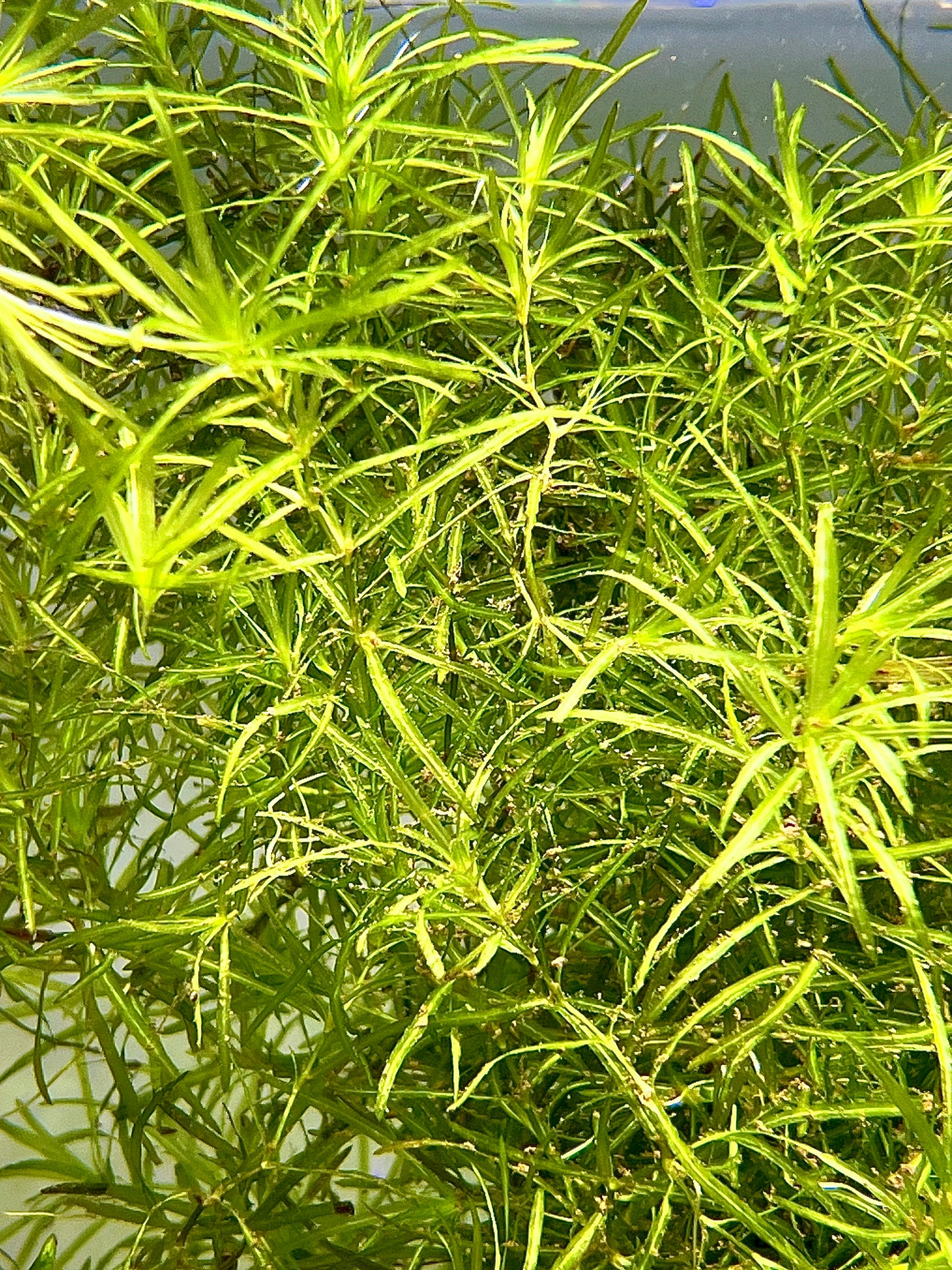 Guppy Grass Size: S Bulk bundle (Submerged)