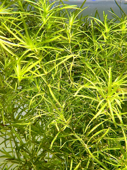 Guppy Grass Size: S Bulk bundle (Submerged)