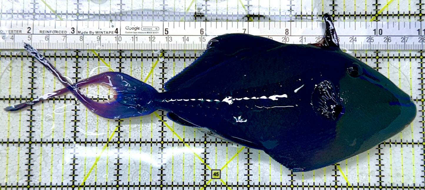 Niger Triggerfish NT122903 WYSIWYG Size: XXXL/SHOW 9.5"