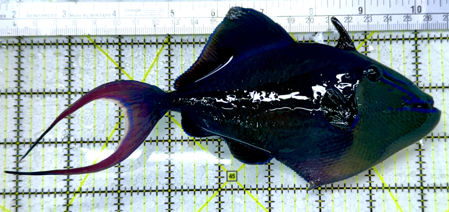 Niger Triggerfish NT122904 WYSIWYG Size: XXXL/SHOW 8.75"