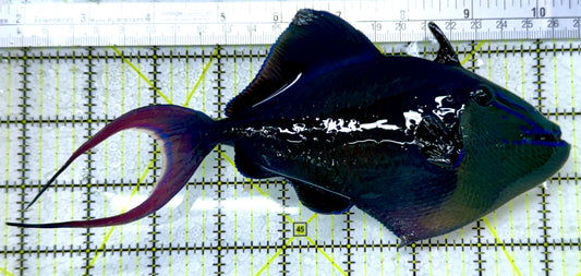 Niger Triggerfish NT122904 WYSIWYG Size: XXXL/SHOW 8.75"