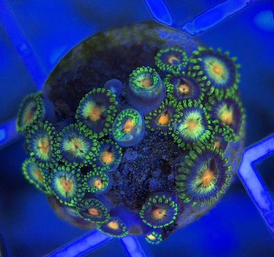 Aquacultured Zoanthids/Playthoa AZP050105 WYSIWYG