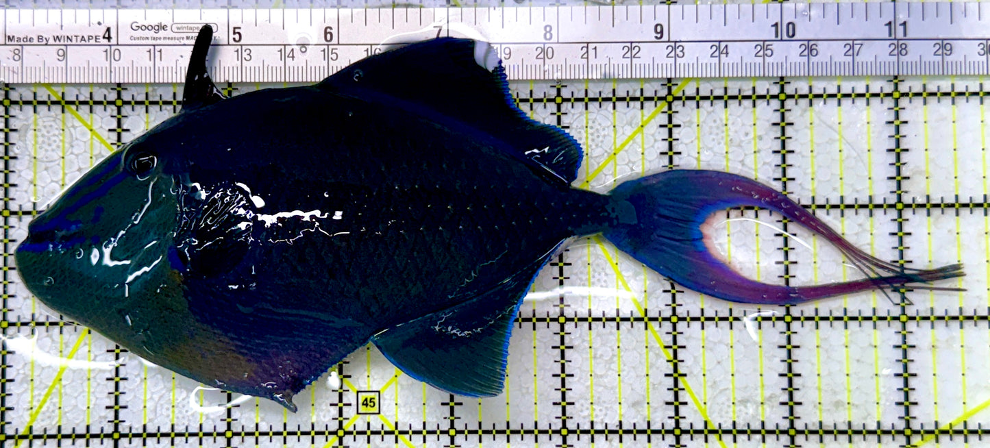 Niger Triggerfish NT122904 WYSIWYG Size: XXXL/SHOW 8.75"