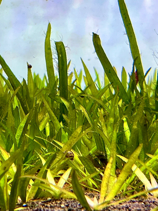 Jungle Val Size: S 2” to 3” 10 stem pack (Submerged)