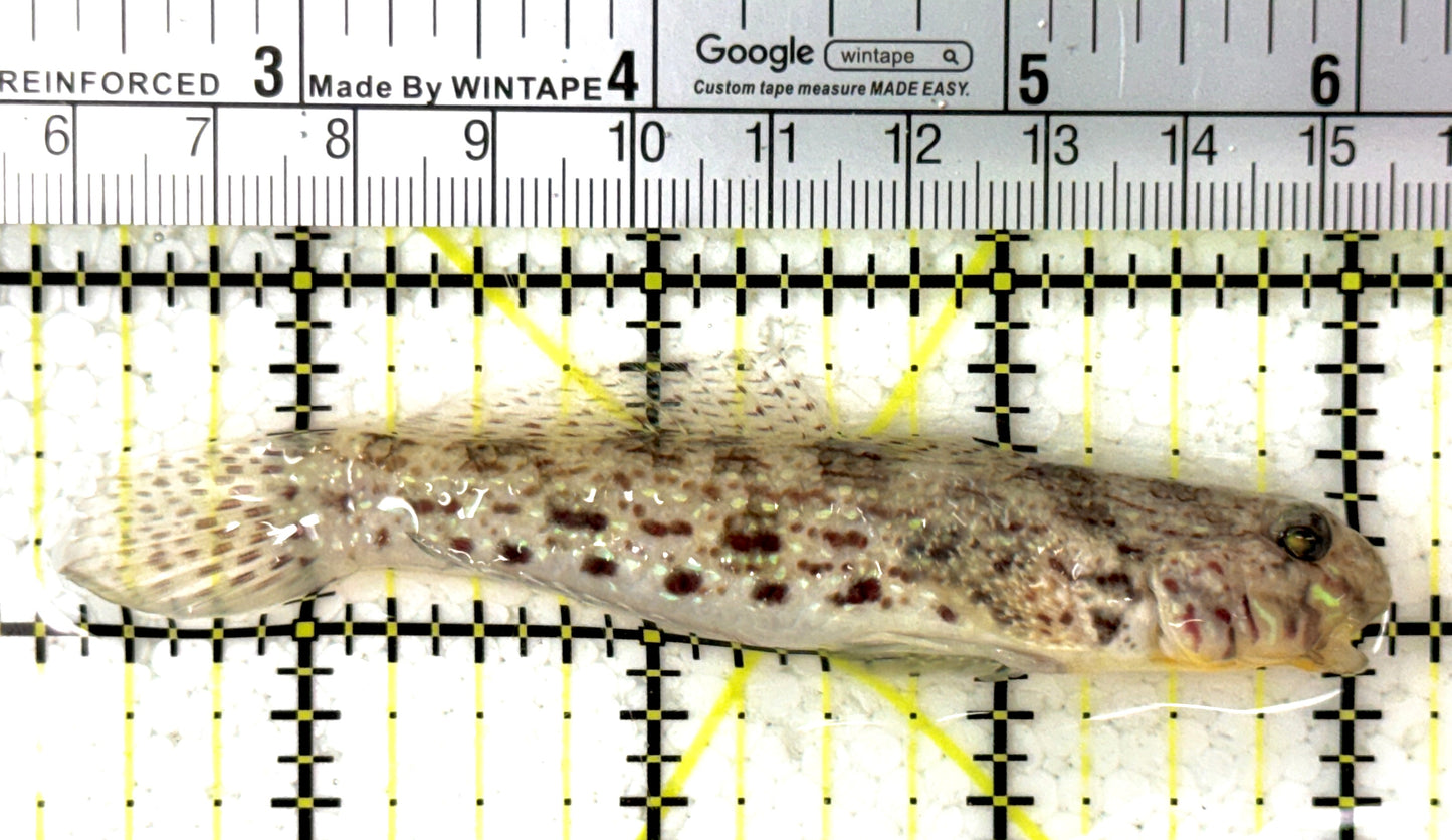 Ornate Goby OG120201 WYSIWYG Size: L 3.75" approx