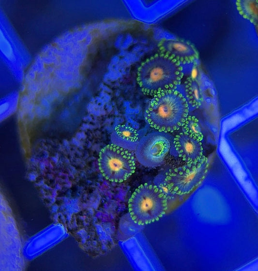 Aquacultured Zoanthids/Playthoa AZP050104 WYSIWYG