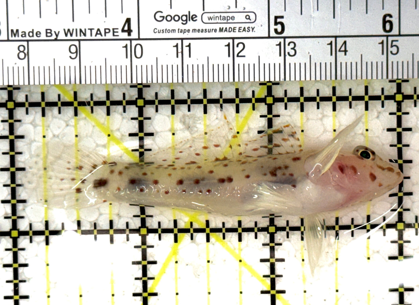 Cave Transparent Fusi Cleaner Goby CTFCG120201 WYSIWYG Size: XL 3" approx