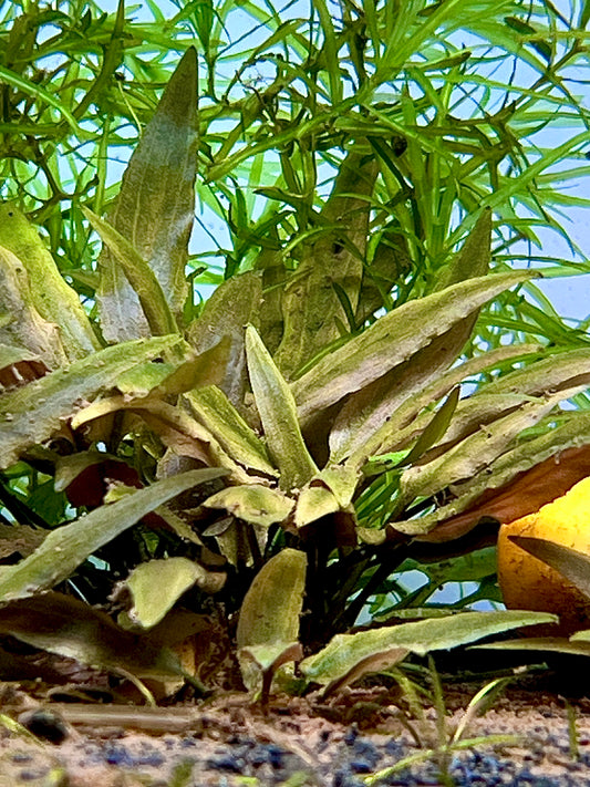 Cryptocoryne Undulata Size: L 4” to “5 inch 5 Stem pack (Submerged)