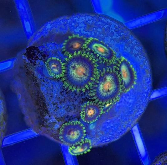 Aquacultured Zoanthids/Playthoa AZP050106 WYSIWYG