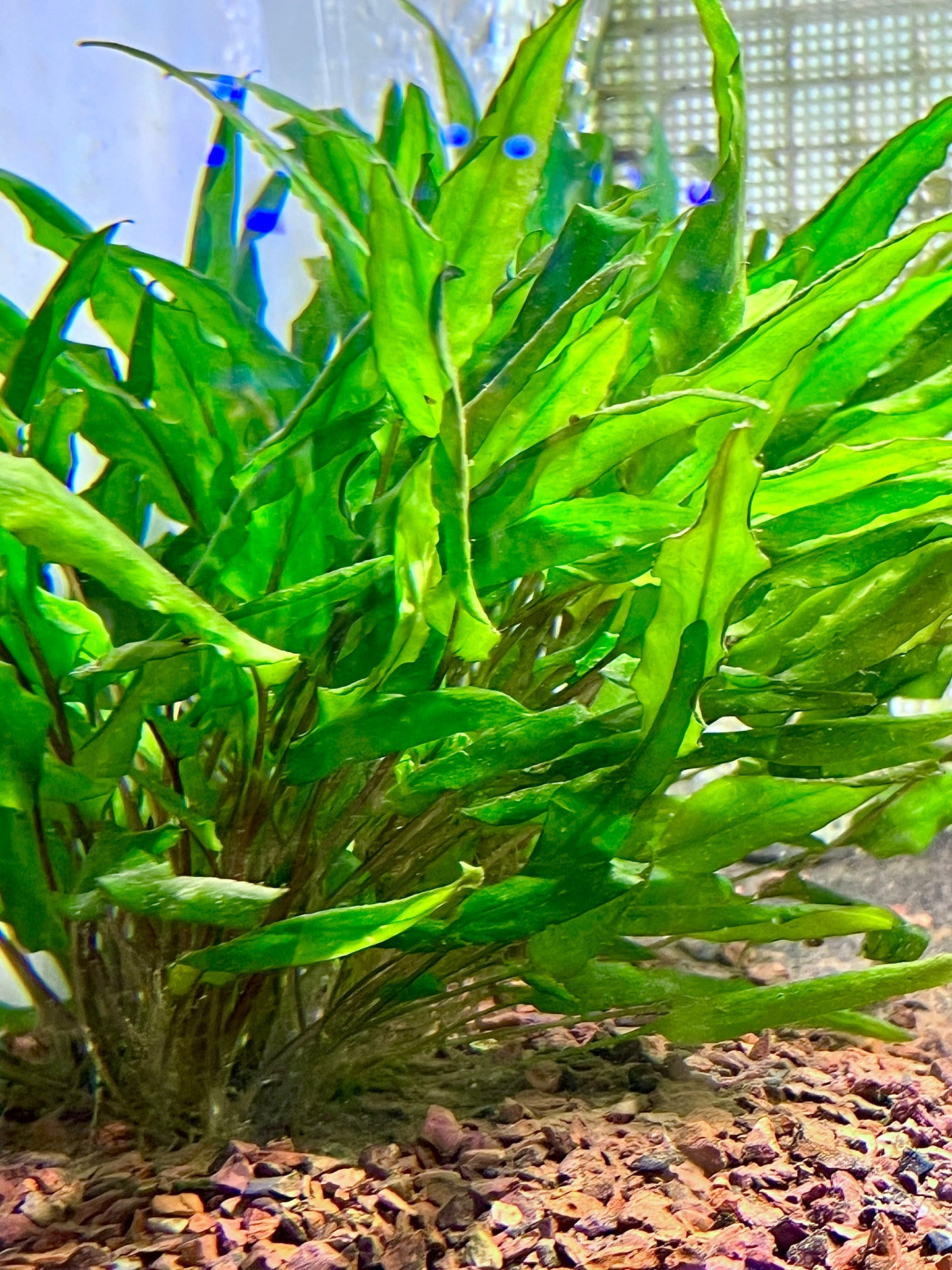Cryptocoryne Wendtii Size: L Single Stem Plant (Submerged)
