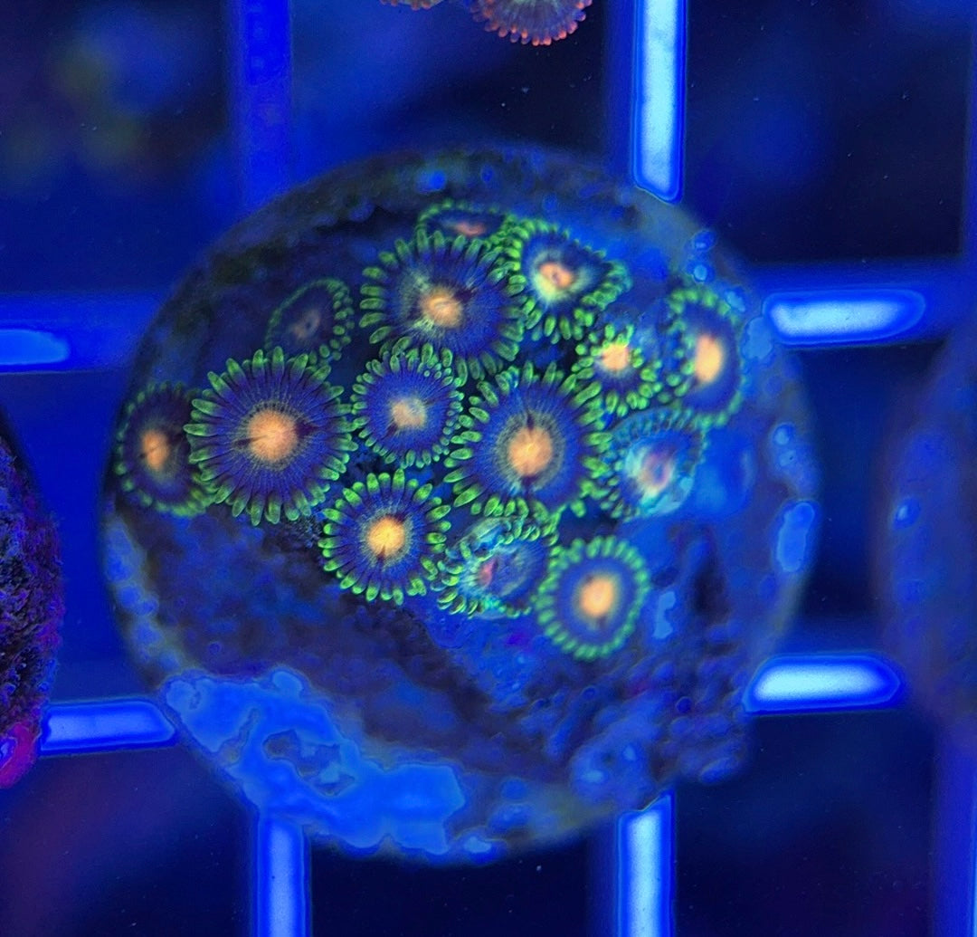 Aquacultured Zoanthids/Playthoa AZP050107 WYSIWYG