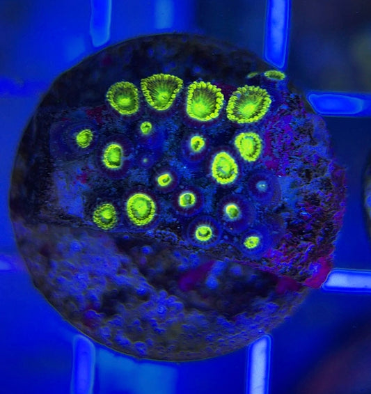 Aquacultured Zoanthids/Playthoa AZP050108 WYSIWYG