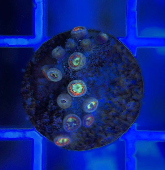 Aquacultured Zoanthids/Playthoa AZP050109 WYSIWYG