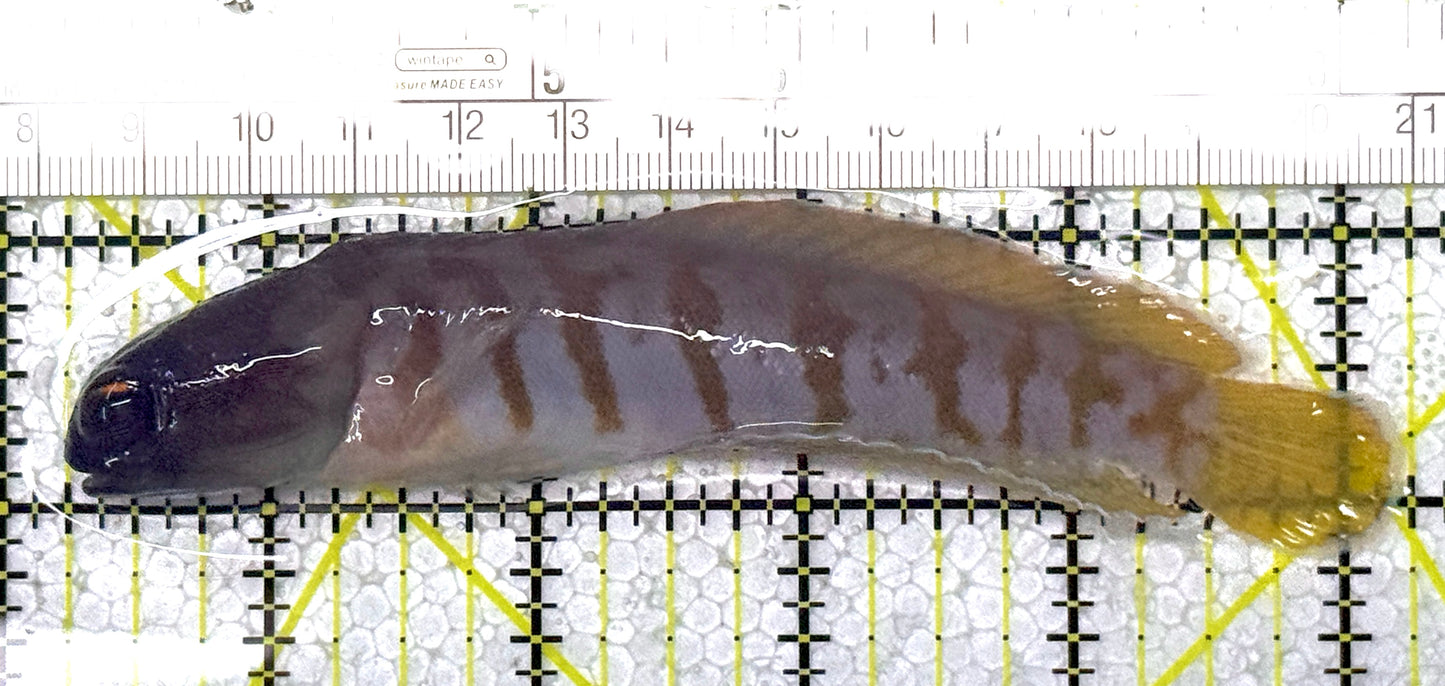 Bali Tiger Jawfish BTJ122902 WYSIWYG Size L : 5" approx