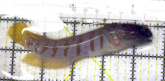 Bali Tiger Jawfish BTJ122902 WYSIWYG Size L : 5" approx