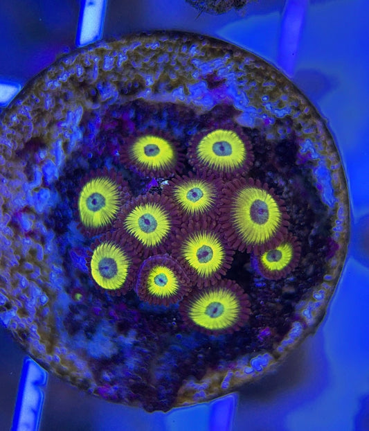 Aquacultured Zoanthids/Playthoa AZP050112 WYSIWYG
