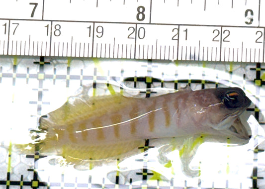 Bali Tiger Jawfish BTJ122904 WYSIWYG Size SM : 2.25" approx