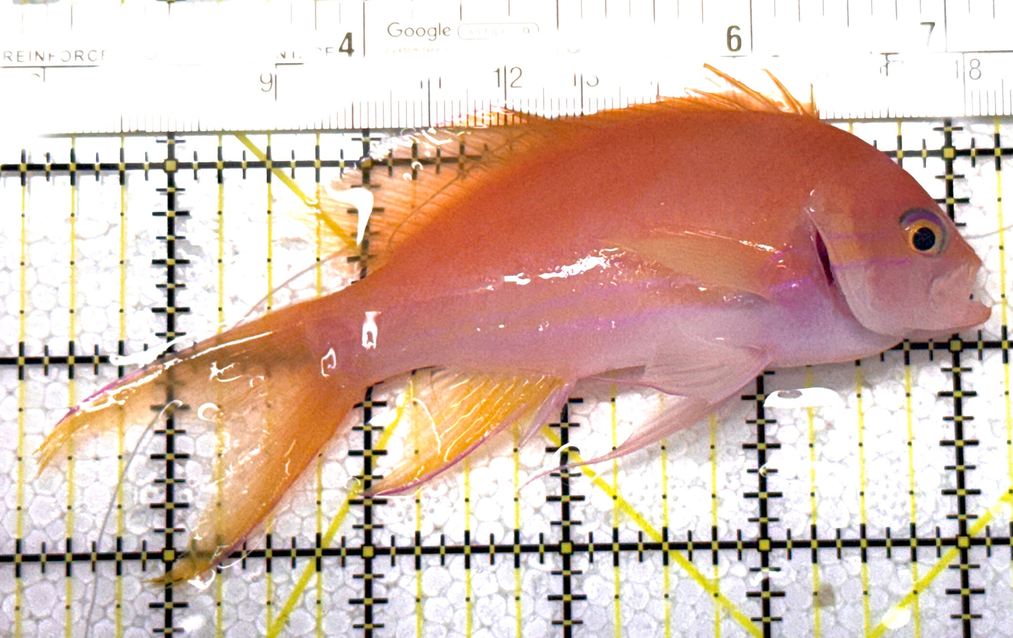 Squareback Anthias (Female) SAF122901 WYSIWYG Size: XL 4.75" approx