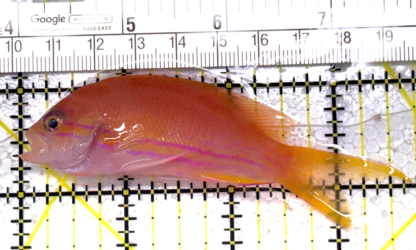 Squareback Anthias (Female) SAF122902 WYSIWYG Size: L 3.75" approx