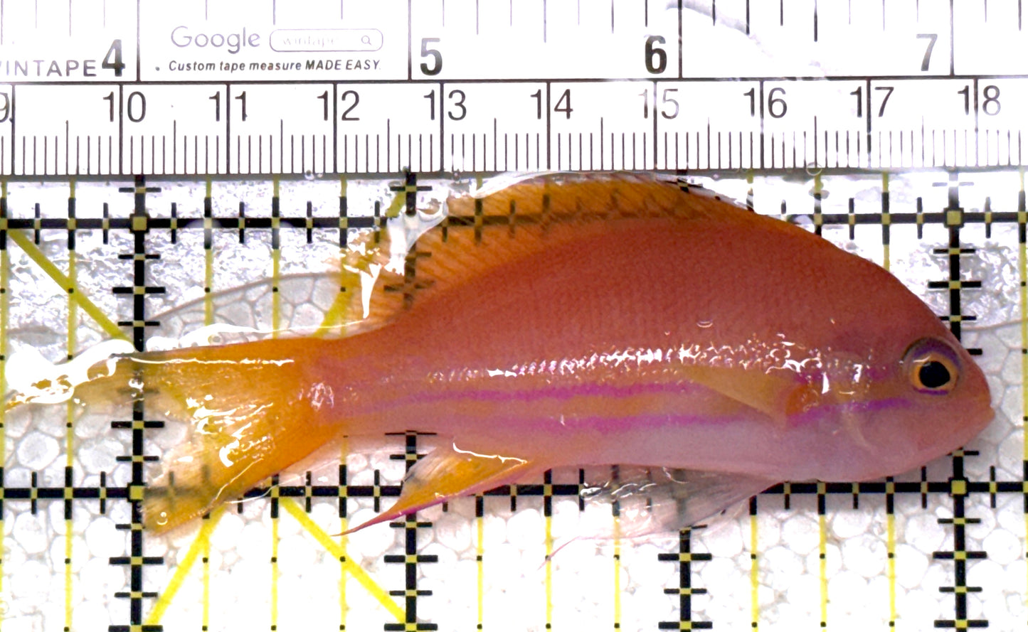 Squareback Anthias (Female) SAF122902 WYSIWYG Size: L 3.75" approx