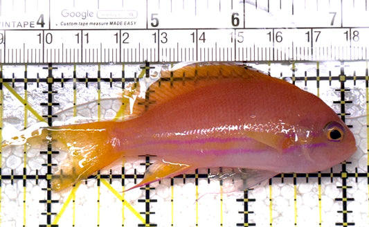 Squareback Anthias (Female) SAF122902 WYSIWYG Size: L 3.75" approx