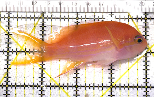 Squareback Anthias (Female) SAF122903 WYSIWYG Size: L 4" approx