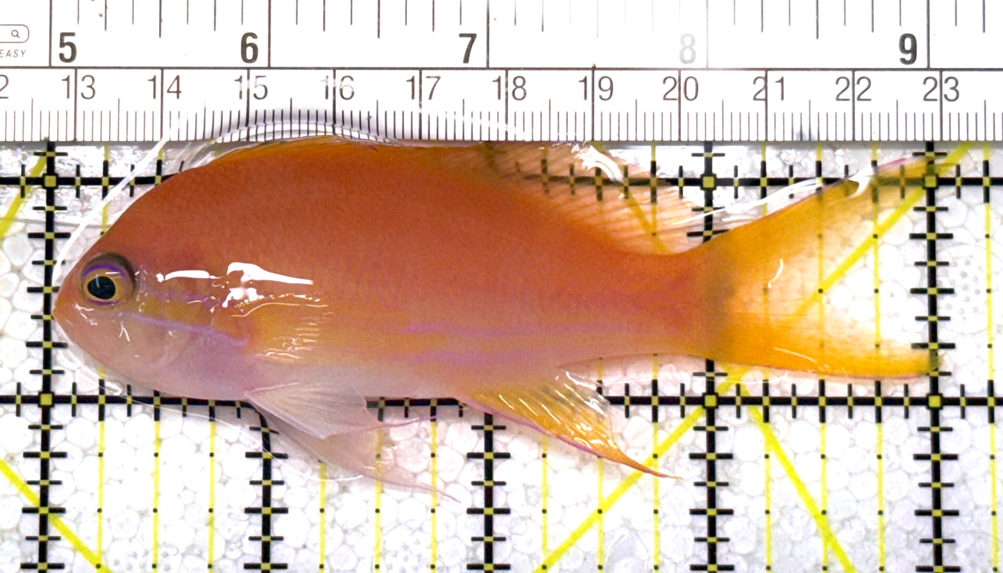 Squareback Anthias (Female) SAF122903 WYSIWYG Size: L 4" approx