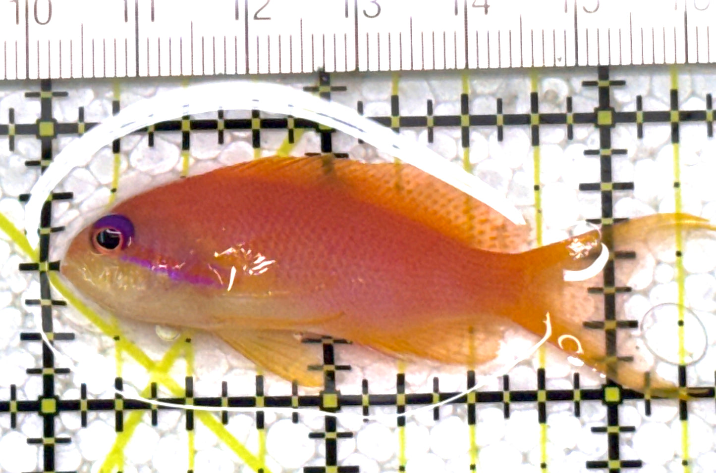 Female Lyretail Anthias (Maldives) FLA122901 WYSIWYG Size: M 2.25" approx