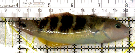 Hardwicke Wrasse HW120201 WYSIWYG Size: SHOW 4.5" approx