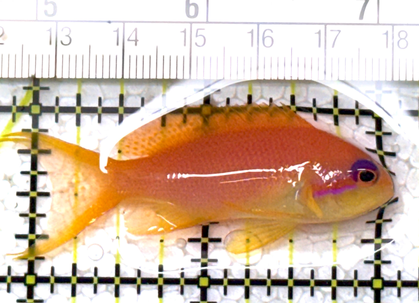 Female Lyretail Anthias (Maldives) FLA122901 WYSIWYG Size: M 2.25" approx